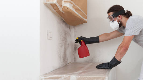 Professional Basement Mold Removal technician working in Middle River, MD
