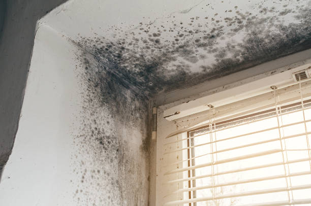 Affordable Basement Mold Removal solutions in Middle River, MD